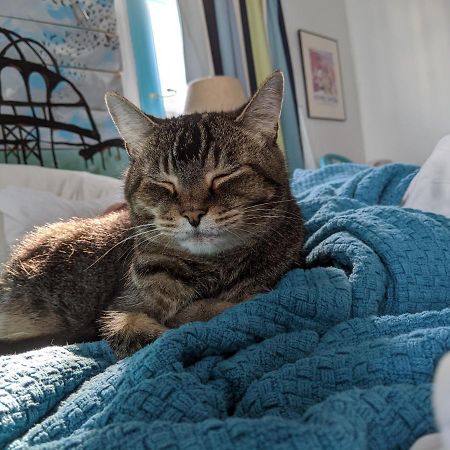 The One Cat Bed & Breakfast Brattleboro Ngoại thất bức ảnh