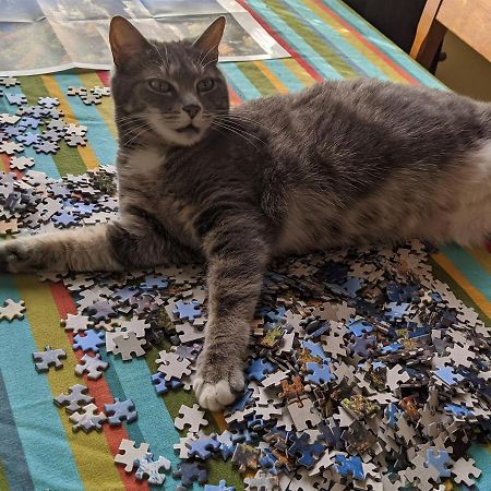 The One Cat Bed & Breakfast Brattleboro Ngoại thất bức ảnh