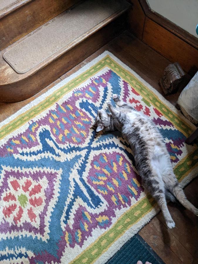 The One Cat Bed & Breakfast Brattleboro Ngoại thất bức ảnh