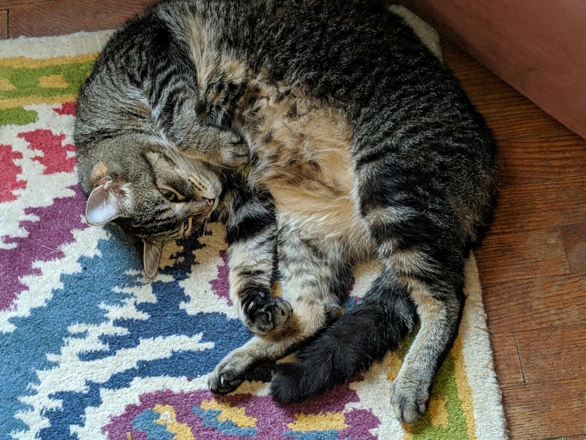 The One Cat Bed & Breakfast Brattleboro Ngoại thất bức ảnh